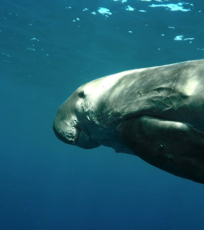 A snippet from Dugongs: Fascinating Marine Animals at Risk showcasing a dugong underwater