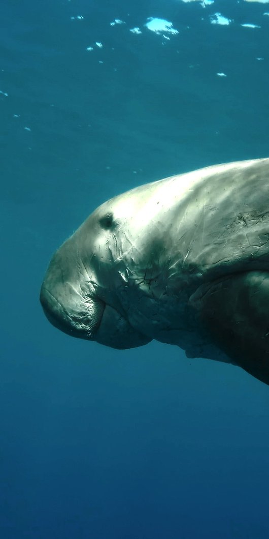A snippet from Dugongs: Fascinating Marine Animals at Risk showcasing a dugong underwater