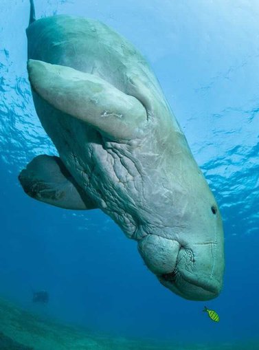 An underwater shot of a dugong showing its thick skin, large body and small fins