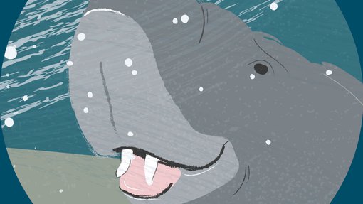 An illustration of a male dugong with his tusks on display