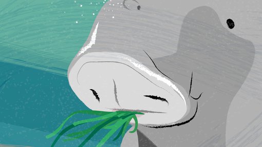 An illustration showing a dugong's face with two nostrils located on its snout
