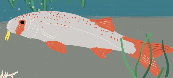 An illustration of a goatfish with orange markings on its body and fins