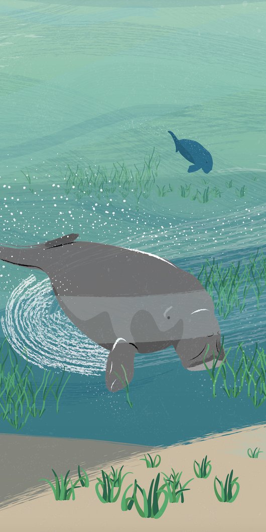 An illustration showing a group of dugongs swimming under the sea