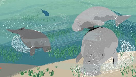 An underwater illustration depicting three dugongs swimming and grazing sea grass