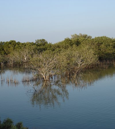 A close-up of the mangroves at Jazirat bin Ghannam island