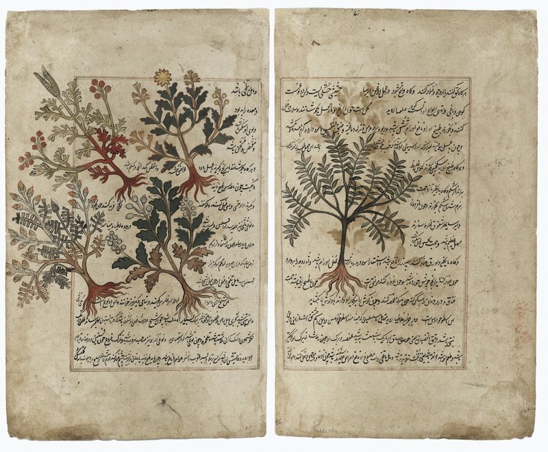 Illustrated folio from a manuscript copy of Dioscorides’s De Materia Medica