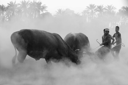 Three young men lassoing a horned cow, while standing in a cloud of rising dust.